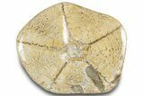 Polished Miocene Fossil Echinoid (Clypeaster) - Morocco #288920-2